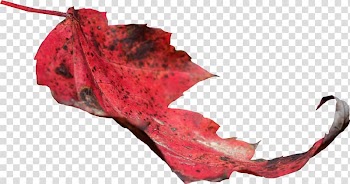 Maple leaf Autumn leaf color, Leaf transparent background PNG clipart
