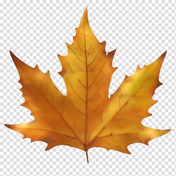 Maple leaf Autumn leaf color, Leaf transparent background PNG clipart