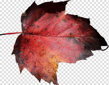 Maple leaf Autumn leaf color, leaf transparent background PNG clipart