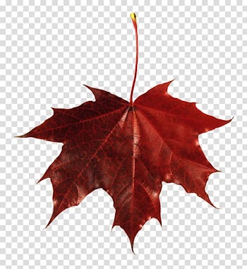 Maple leaf Autumn leaf color , Leaf transparent background PNG clipart
