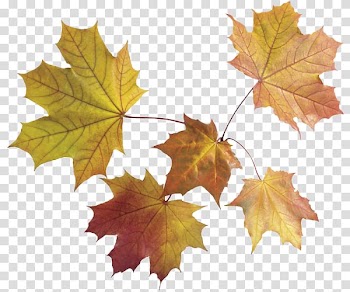 Maple leaf Autumn leaf color, Leaf transparent background PNG clipart