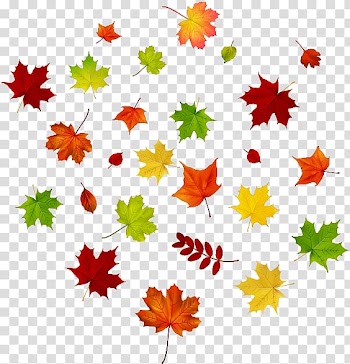 Maple leaf Autumn leaf color, Maple autumn leaves transparent background PNG clipart
