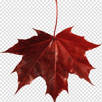 Maple leaf Autumn leaf color, maple leaf transparent background PNG clipart