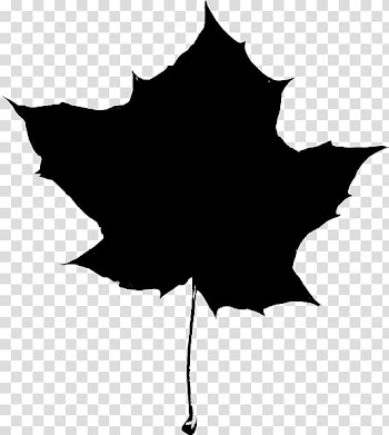 Maple leaf Autumn leaf color, oak transparent background PNG clipart