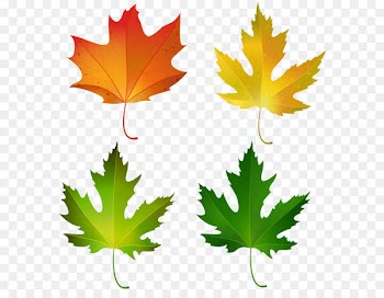 Maple leaf Autumn leaf color Sugar maple Clip art - Fall Maple Leaves Set PNG Decorative Clipart Image 