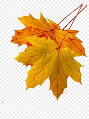 Maple Leaf Autumn Leaf Color Yellow - Annulment: A Step-by-step Guide For Divorced Catholics