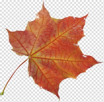 Maple leaf , autumn leaf transparent background PNG clipart