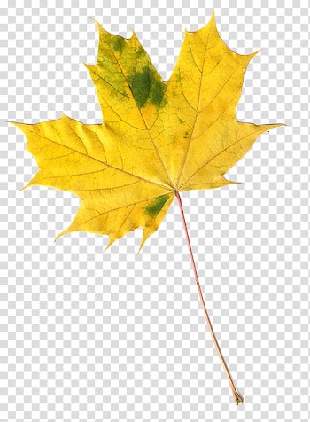 Maple leaf Autumn Leaves , autumn leaves transparent background PNG clipart