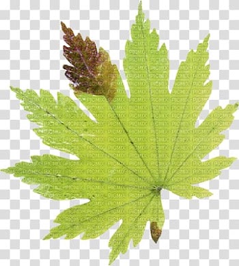 Maple leaf Autumn Leaves Drawing, Leaf transparent background PNG clipart