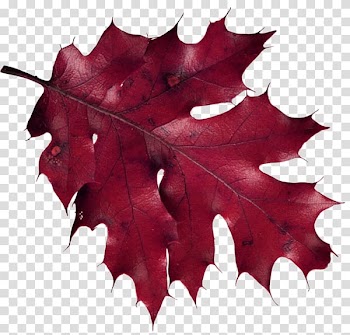 Maple leaf Autumn Leaves , Leaf transparent background PNG clipart