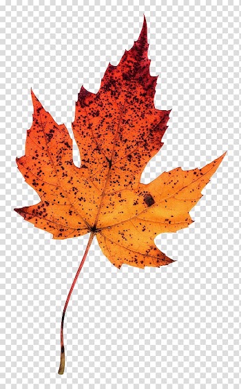 Maple leaf Autumn Leaves , Leaf transparent background PNG clipart
