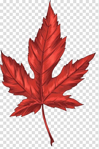 Maple leaf Autumn Leaves , Leaf transparent background PNG clipart