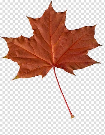 Maple leaf Autumn Leaves , Leaf transparent background PNG clipart