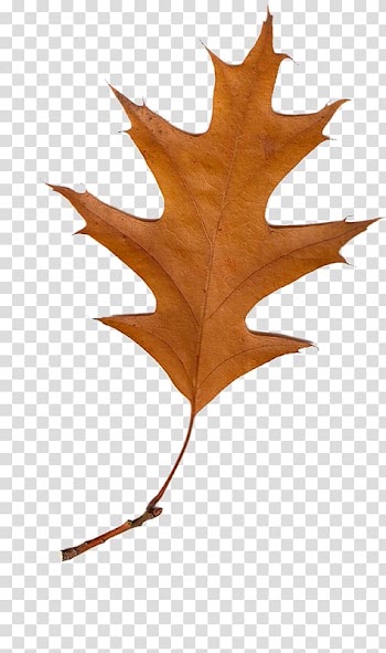Maple leaf Autumn Leaves , Leaf transparent background PNG clipart