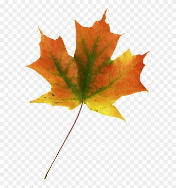 Maple Leaf Autumn Leaves - Maple Leaf Autumn Leaves