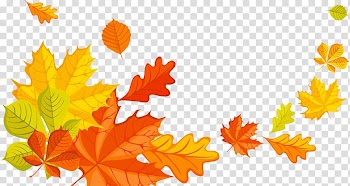 Maple leaf, autumn leaves transparent background PNG clipart