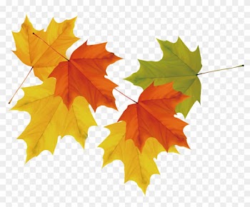 Maple Leaf Autumn - Maple Leaf