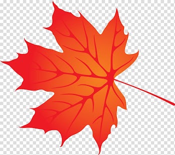 Maple leaf Autumn, maple leaf transparent background PNG clipart