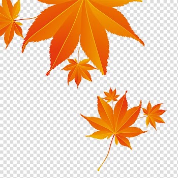Maple leaf Autumn , Maple Leaf transparent background PNG clipart