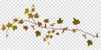 Maple leaf Autumn Plant, foliage transparent background PNG clipart
