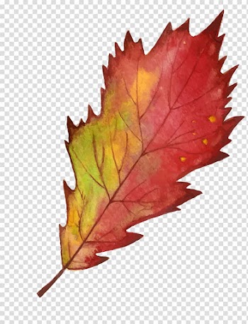 Maple leaf Autumn, Red autumn maple leaf edge transparent background PNG clipart
