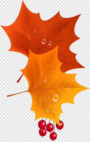 Maple leaf , autumn transparent background PNG clipart