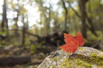 Maple leaf background, Autumn aesthetic. | Free Photo - rawpixel