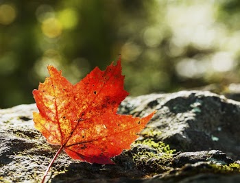 Maple leaf background, Autumn aesthetic. | Free Photo - rawpixel