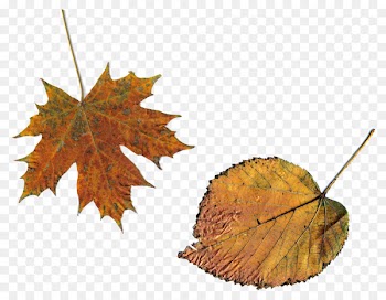 Maple leaf - baer stamp 