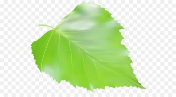 Maple leaf Birch Autumn leaf color Clip art - Leaf 