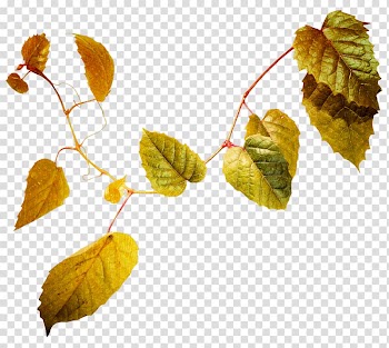 Maple leaf Branch Color, autumn leaves transparent background PNG clipart