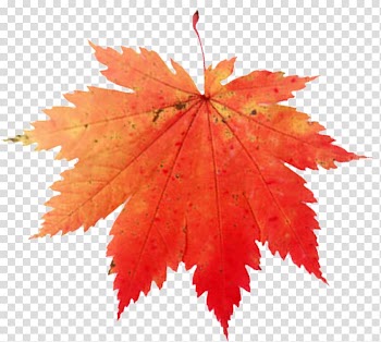 Maple leaf Canada , Leaf transparent background PNG clipart