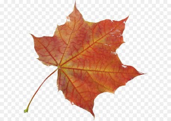Maple leaf Clip art - autumn PNG leaf 
