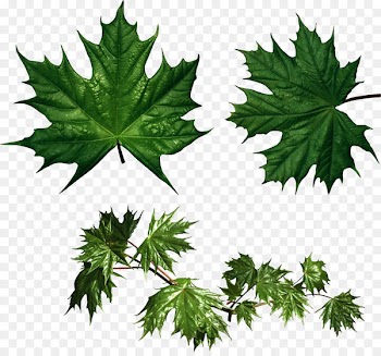 Maple leaf Clip art Sugar maple Red maple - leaf 