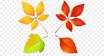 Maple leaf Clip art Vector graphics Maple leaf - leaves set 
