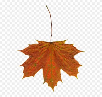 Maple Leaf Clipart 24, - Leaf