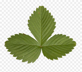 Maple Leaf Clipart Download - Strawberry Leaf Transparent