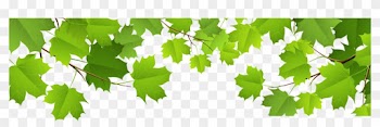 Maple Leaf Clipart Spring Leaves - Spring Leaves Png