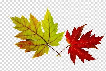 Maple leaf , Color maple leaf transparent background PNG clipart