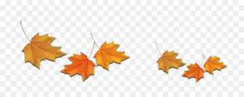 Maple leaf Deciduous - leaf 