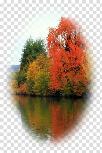 Maple leaf Desktop Computer, pas de deux transparent background PNG clipart
