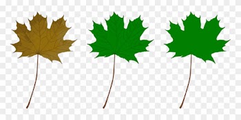 Maple Leaf Drawing Green Computer Icons - Green Maple Leaf Clip Art