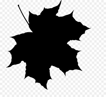Maple leaf Drawing Information -  