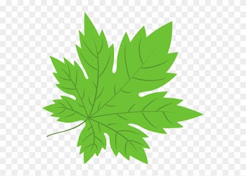 Maple Leaf Drawing Isolated - Maple Leaf Drawing Isolated