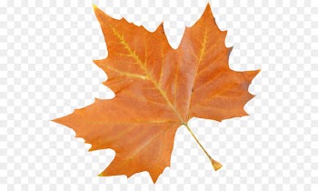 Maple Leaf feature 