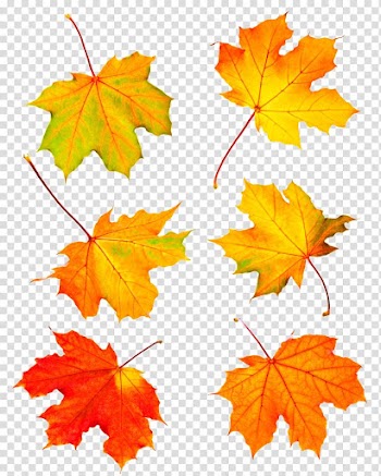 Maple leaf feature transparent background PNG clipart