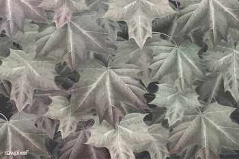 Maple leaf foliage background | Free stock vector - 1016501