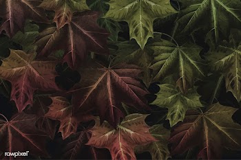 Maple leaf foliage background | Free stock vector - 1016505