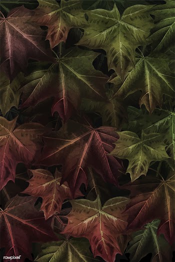 Maple leaf foliage background | Free stock vector - 1016507