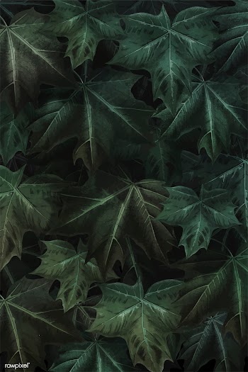 Maple leaf foliage background | Free stock vector - 1016515